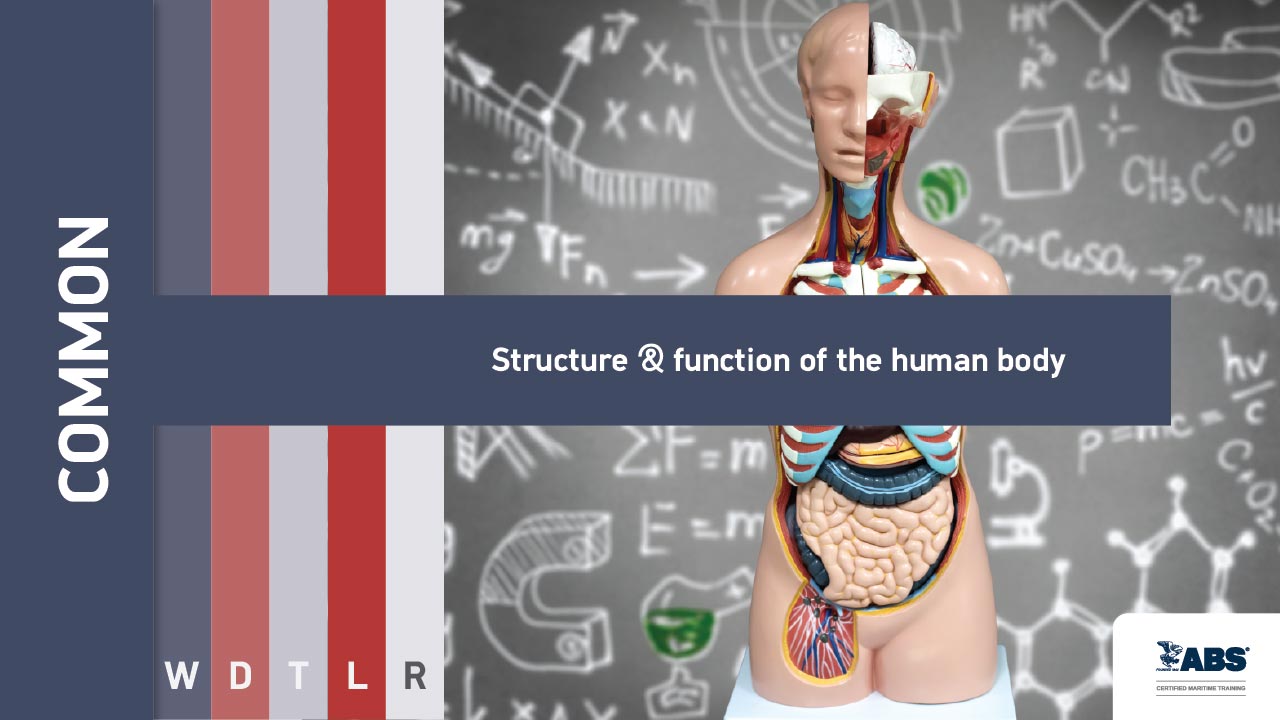 1025 - Structure & function of the human body – SQLearn